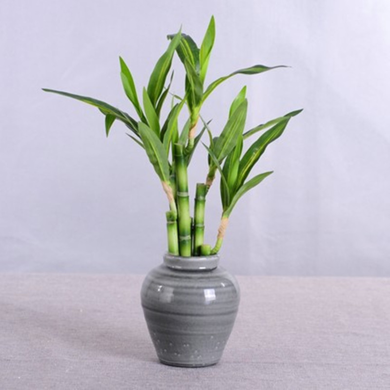 جديد 40 سنتيمتر rFtificial محظ - مراجعة Desktop Organizer Bamboo وسعره